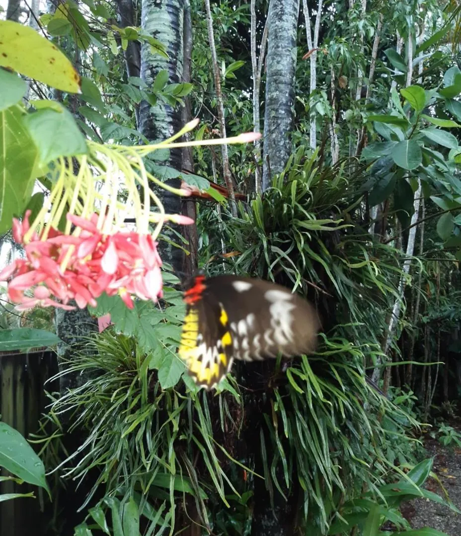 Paradise Holiday Apartments Cairns